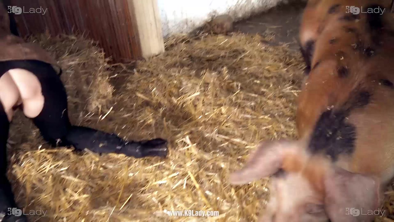 Pig bestiality videos