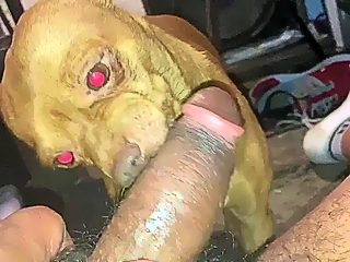 Dog licking dick xxx