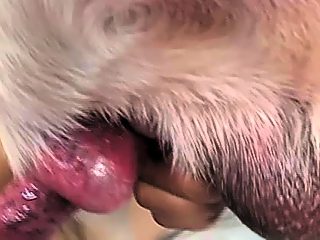 Dog cumming in girls mouth