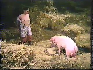 Bestiality porn pig sex with human