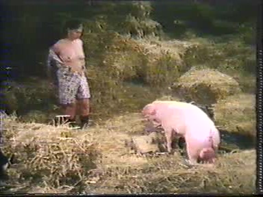 Bestiality porn pig sex with human