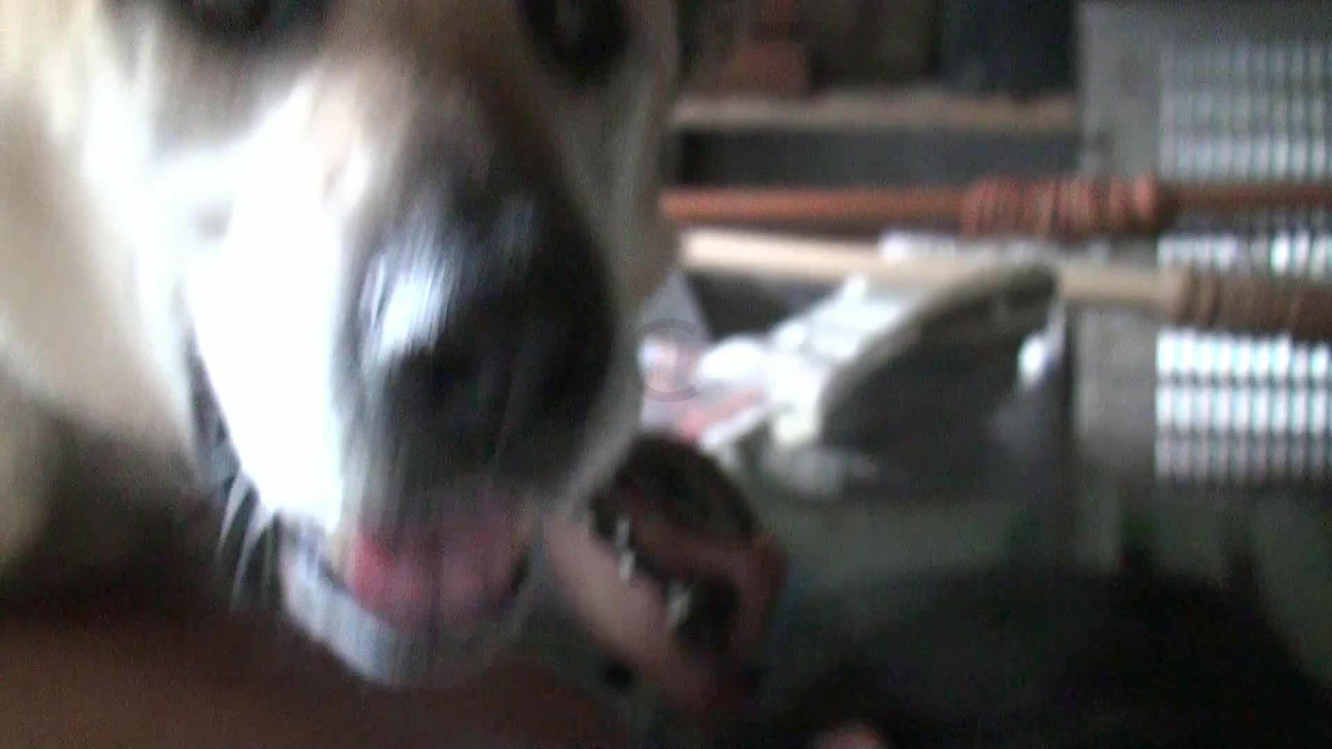 Dog anal.porn