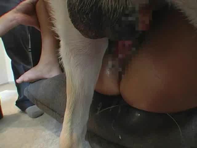 Asian dog cum compilation