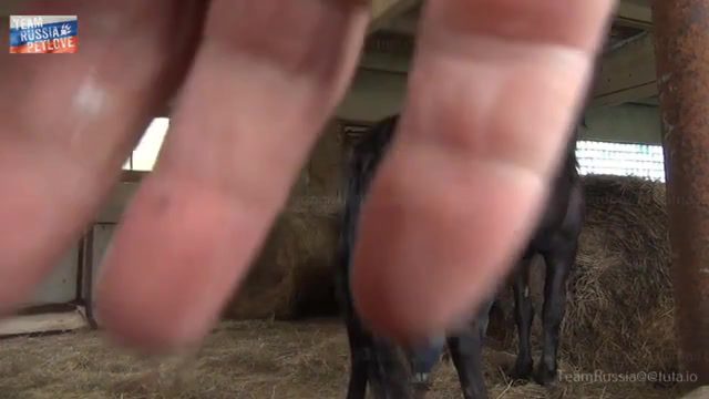 Sex animal movie with young russian girl - Bestiality Porn