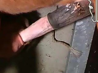 Gay horse beastiality porn